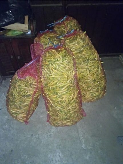 chili pappers, luti cuski (faronki), Люти чушки, Љути Чушки, Лути Чушки, Лути пиперки (феферони),Ljuti papricice