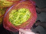 chili pappers, luti cuski (faronki), Люти чушки, Љути Чушки, Лути Чушки, Лути пиперки (феферони),Ljuti papricice