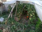 Tomato, Sosa, Kechap, Frenki,Domati